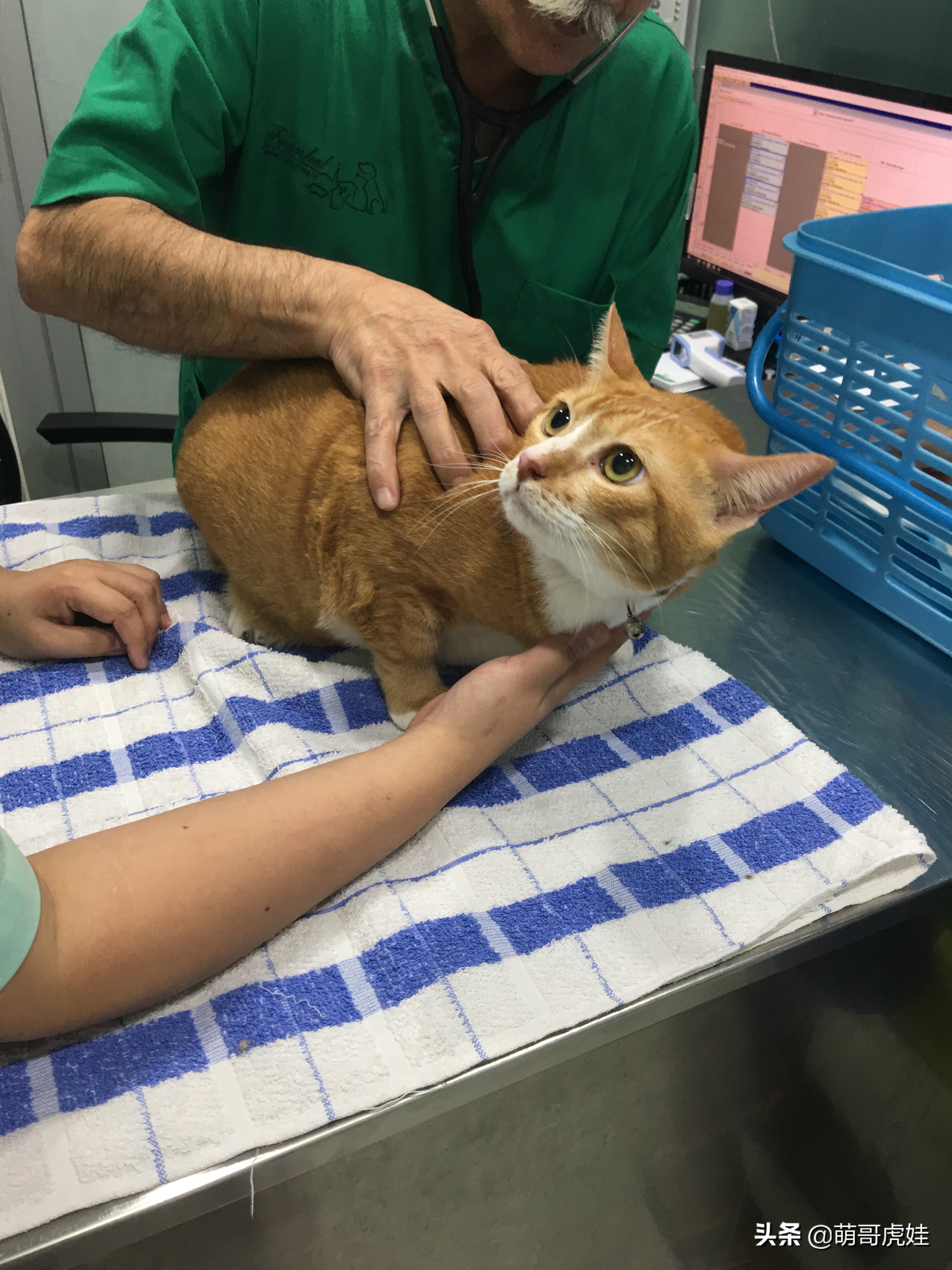 主人带大型犬狗去打针,给家里十几只猫打疫苗