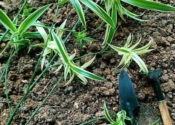 家庭盆栽金边吊兰的养护方法,金边吊兰怎么养才能更旺盛长得快