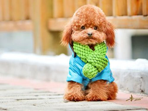 如何惩罚咬人的泰迪,泰迪犯错了怎么惩罚它最好