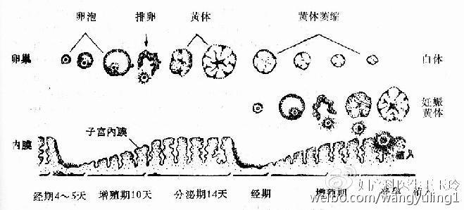 胎盘如何与子宫相连,胎盘与子宫是怎么样相连的