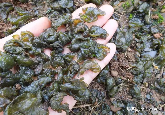 雨后山区有什么野菜,田间野草能吃的野菜