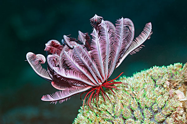 古生物大小和人类对比,古生物与人类对比大小