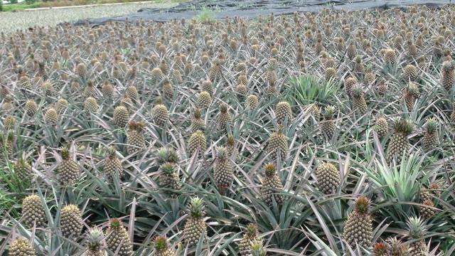 五月份吃什么水果是应季水果,这个季节一定要吃的正当季水果