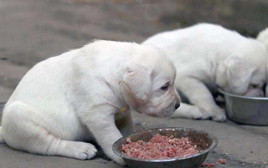 狗狗突然不吃不喝怎么回事,狗狗突然不吃不喝安静会咬人