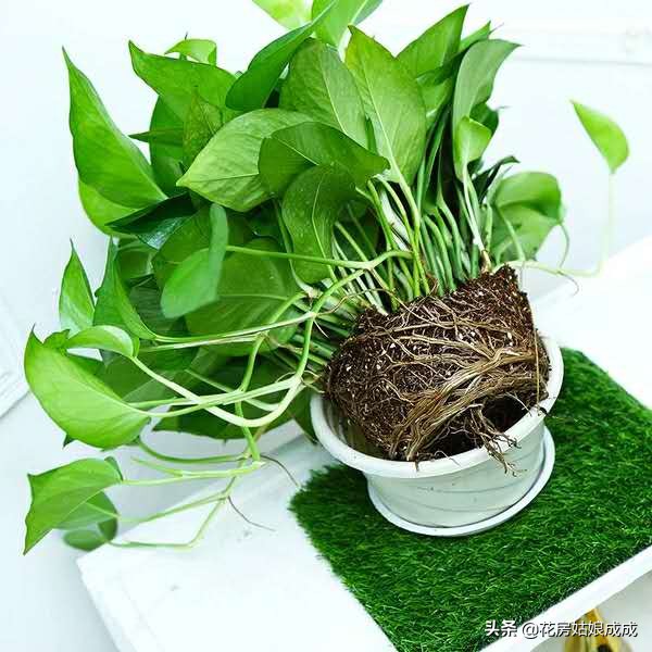 绿萝黄叶加入营养液能变绿吗,家里的绿萝黄叶子怎么治