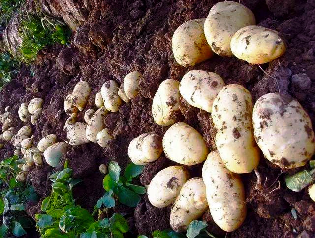 马铃薯地膜早熟栽培技术,种植马铃薯盖地膜有什么好处