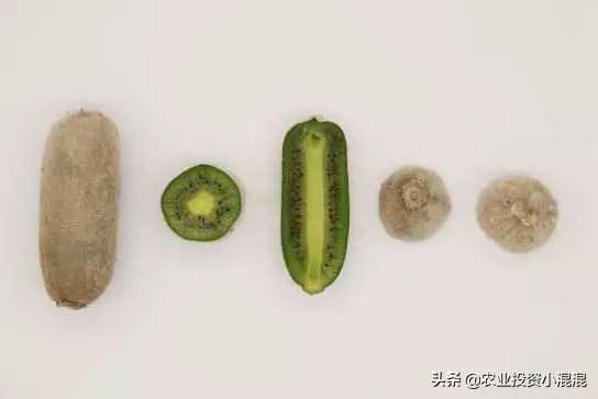 猕猴桃中国最好吃的品种,中国猕猴桃什么品种最好吃