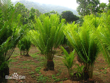 苏铁和银杏都被称为活化石,苏铁能被称为活化石的原因