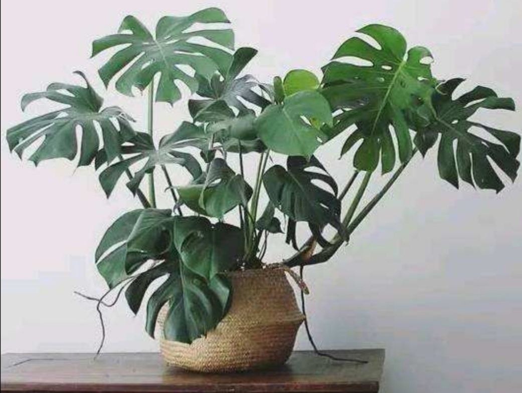 新房子摆放什么植物好养,室内易养绿色植物花卉盆栽