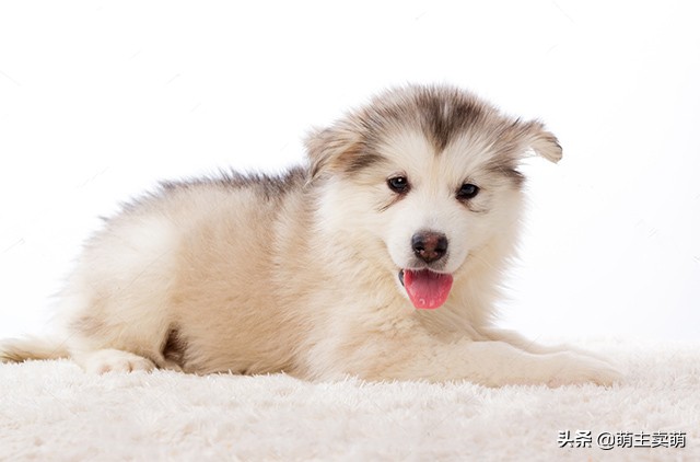 阿拉斯加犬下崽后没奶怎么回事,阿拉斯加产后吃什么