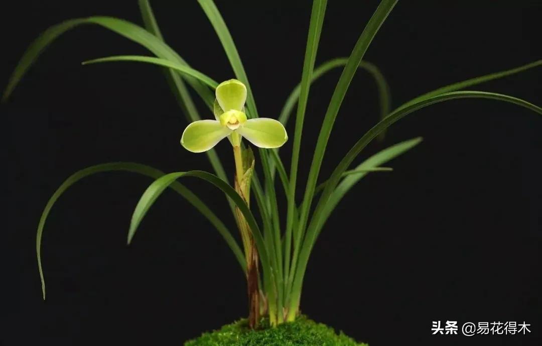 兰花原种老苗是什么,兰花组培和原种有什么区别