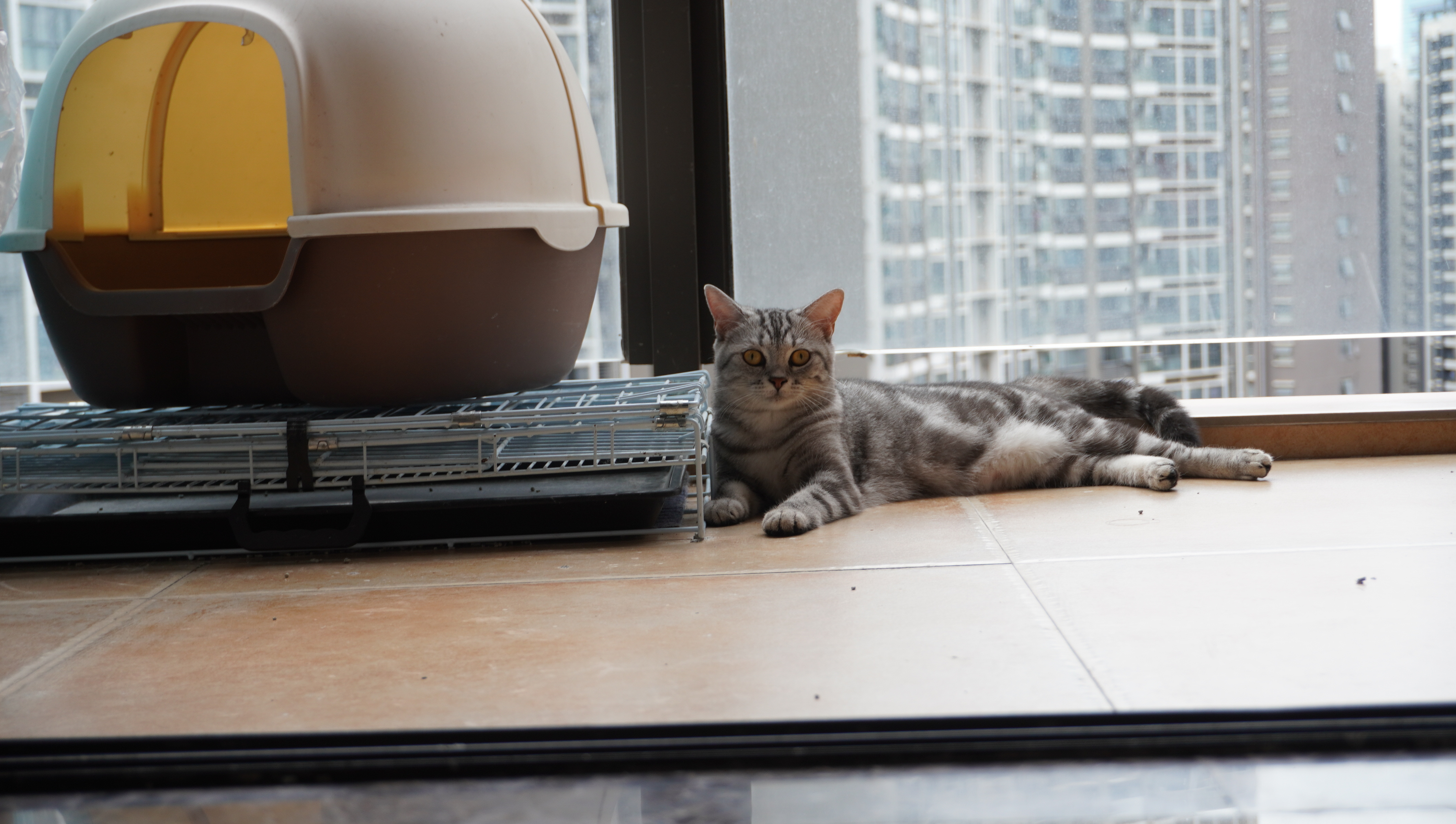 有多少人养猫，头都大了？简述一下我的养猫历程