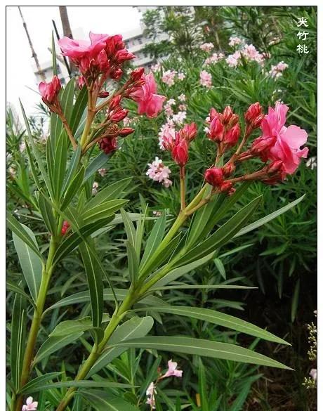 25种常见有毒的花草树木,警惕50种有毒植物