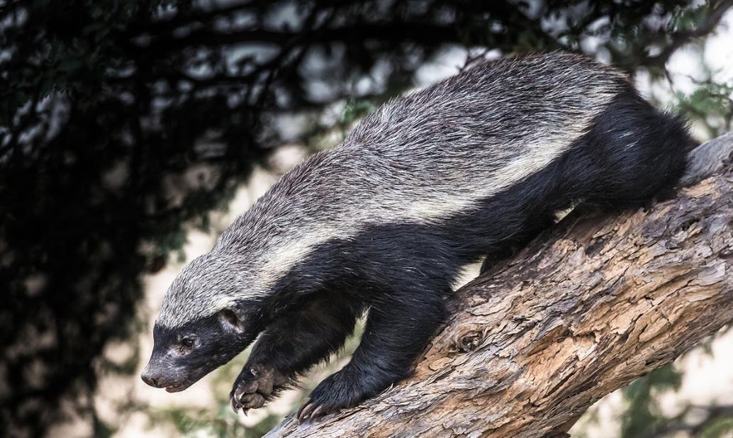 霸气的平头哥拿眼镜蛇当辣条吃,平头哥真的什么毒蛇都不怕吗