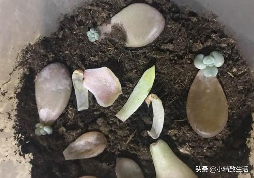 叶插多肉生根发芽后，要注意3个方面，不然可能会“消失”