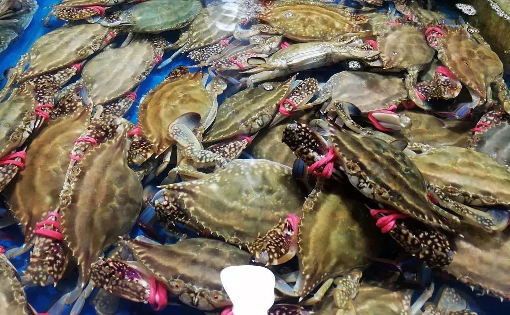 海肠海虹,海虹鲍鱼和海肠