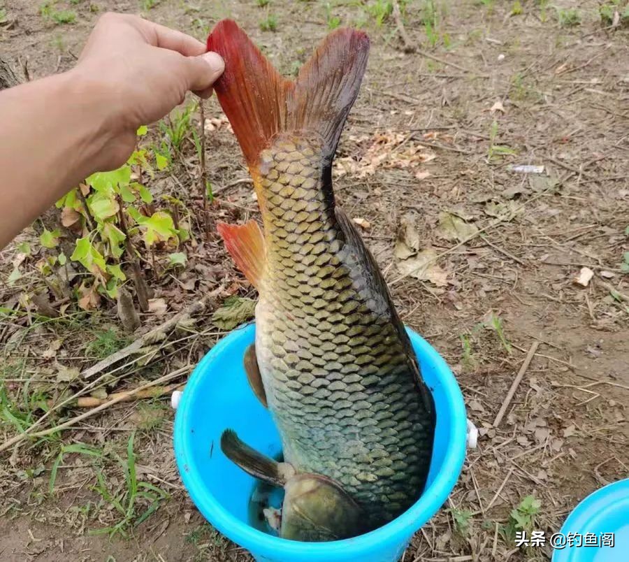 新手学钓鱼该买什么样的套装好,新手学钓鱼应该用哪种竿
