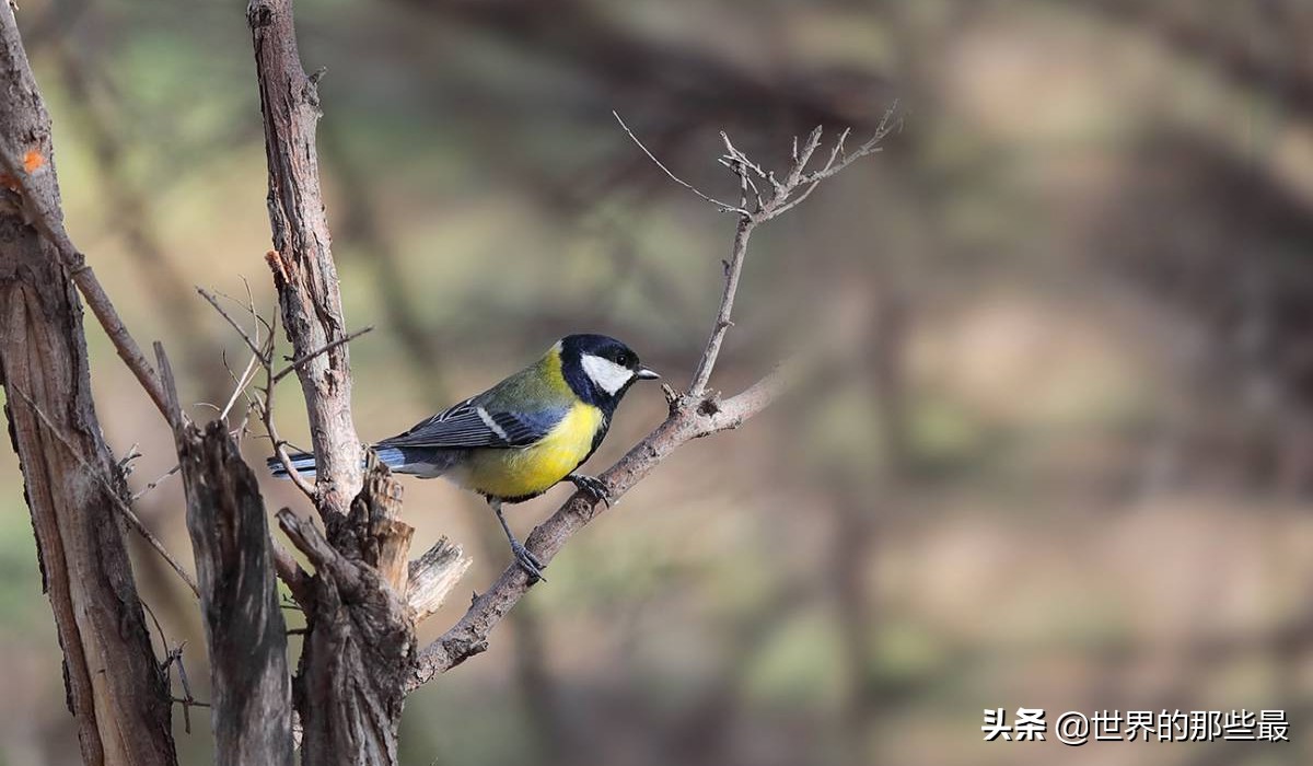 老虎害怕狮子吗,老虎贵吗