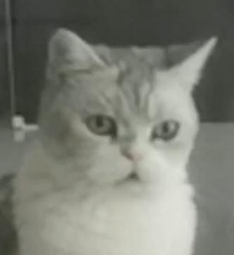 猫的内在品质,猫的本质就是嫌弃主人