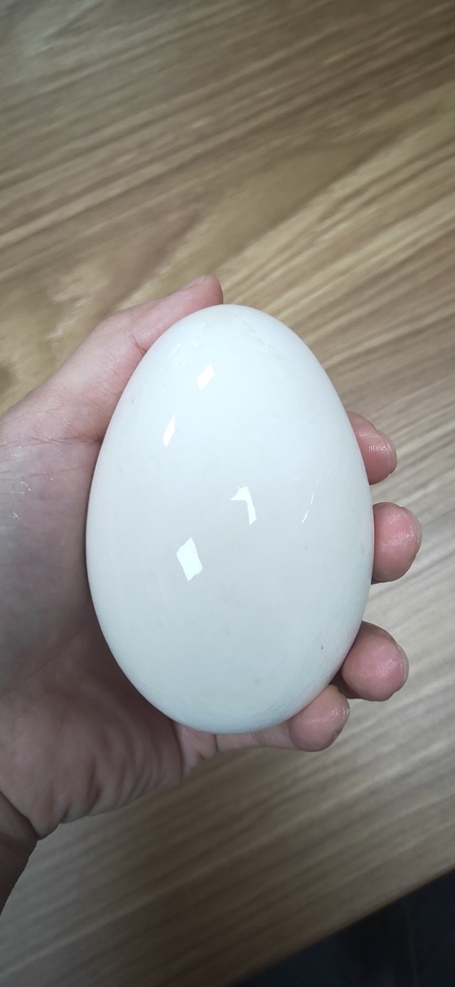 深入传销大本营的解救活动,深入传销组织的小说