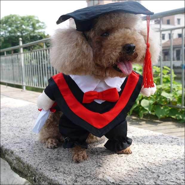 泰迪犬为啥不建议新手养,养泰迪犬要准备什么要注意什么