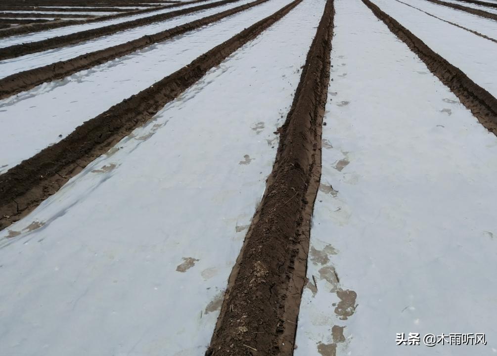 大蒜打什么药防冻害,大蒜叶子受冻害怎么治