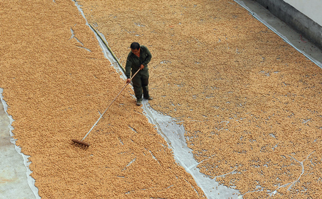 临安山野小核桃,临安高山山核桃