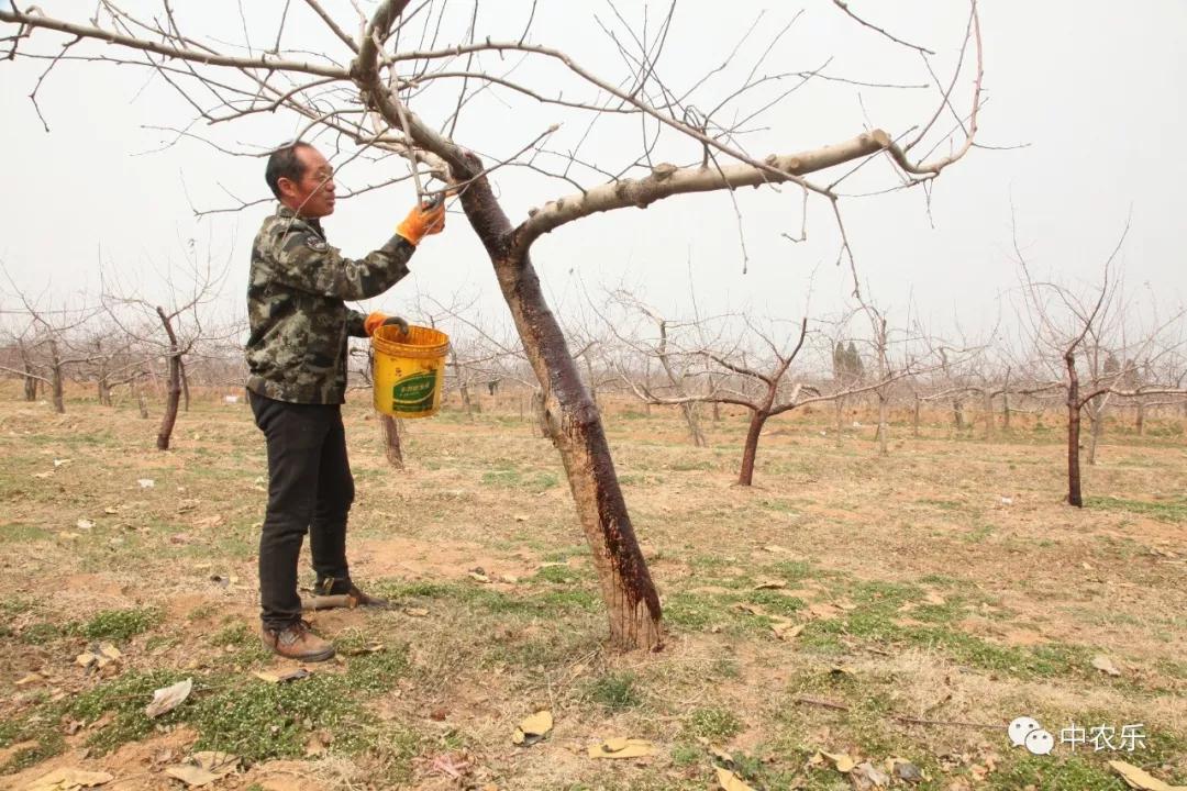 果树从开花到授粉多长时间,果树从开花到落花需用多少时间
