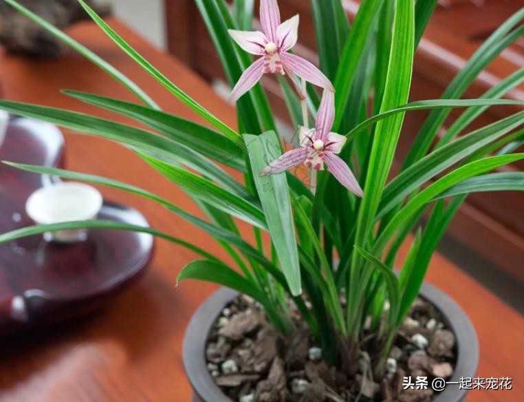 兰花中最好看的奇花,现在有花苞的兰花该怎么养护