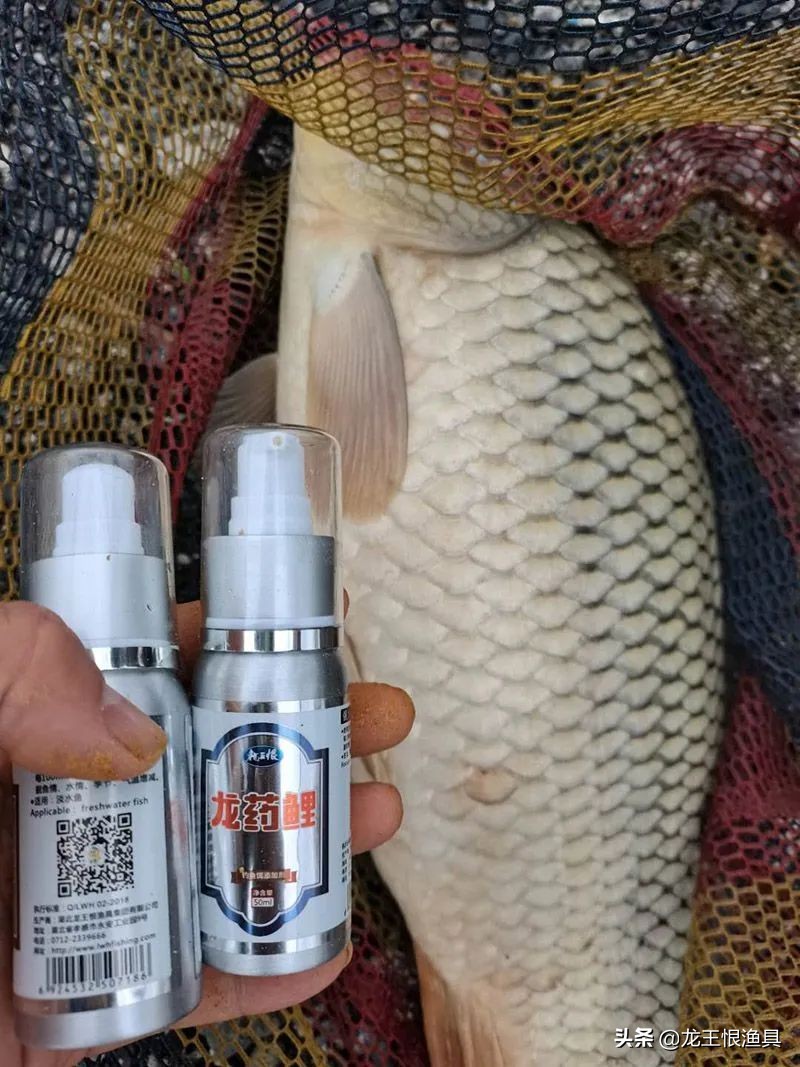 黑坑大鲤视频大全,黑坑战大鲤最新消息