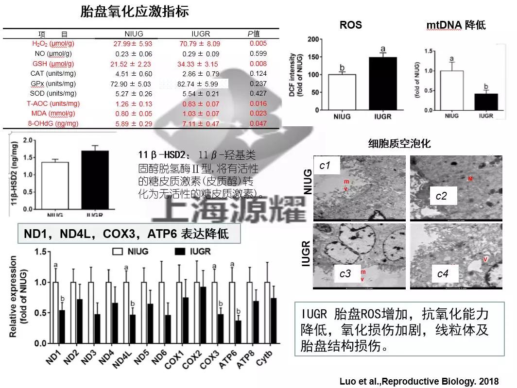 上海交大徐建雄教授直播课笔记：母猪氧化应激与营养调控