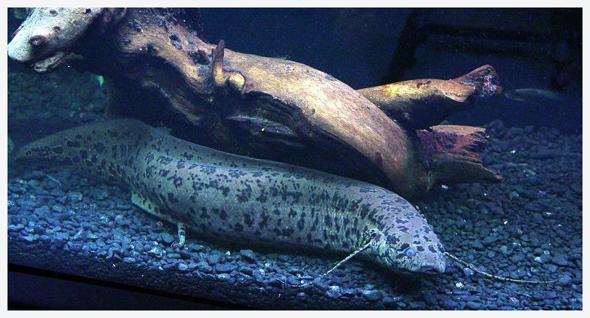 十大最好看的观赏鱼图片大全,十种最漂亮的观赏鱼图片