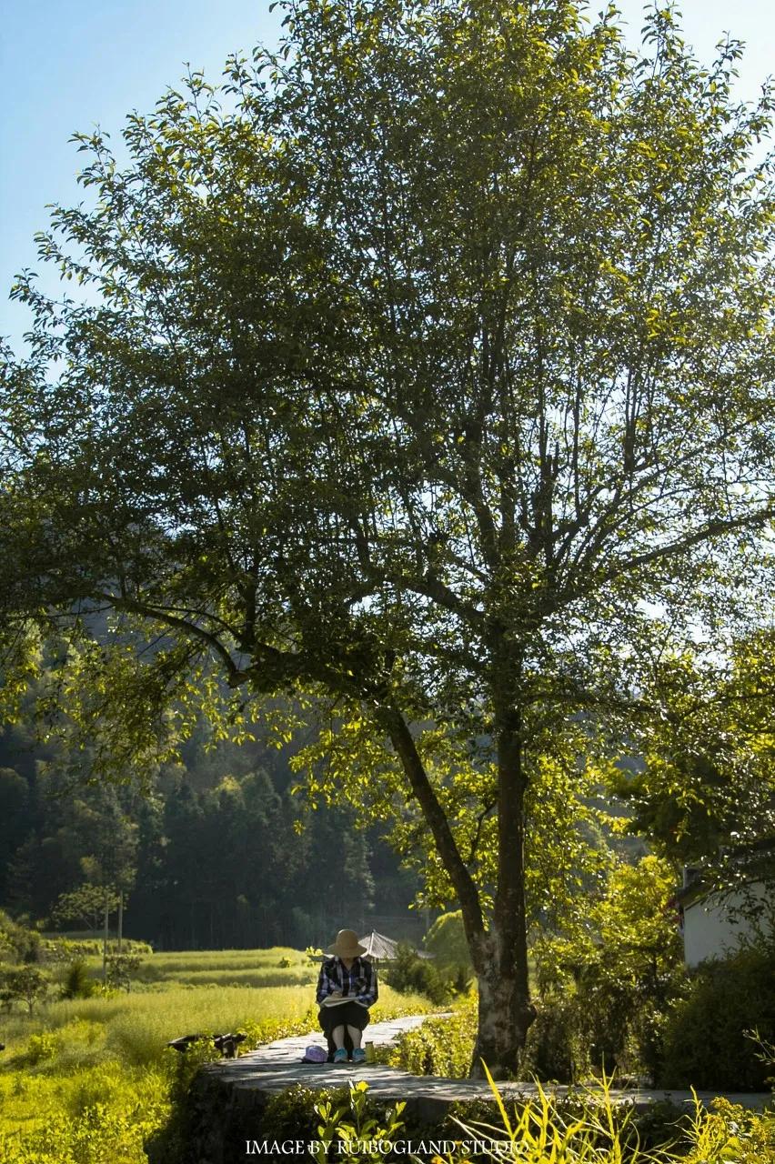 安徽春天美丽的视频,安徽美丽的春天