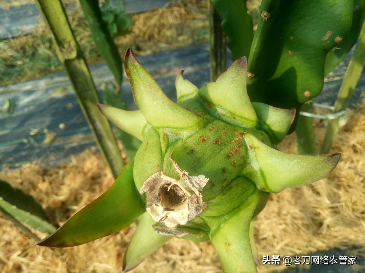 火龙果上面的虫是什么虫怎么防治,火龙果叶上长虫