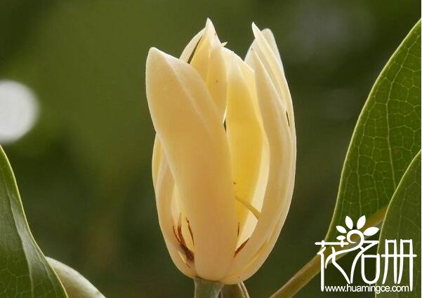 白兰花语,白兰花的寓意和花语是纯洁的爱