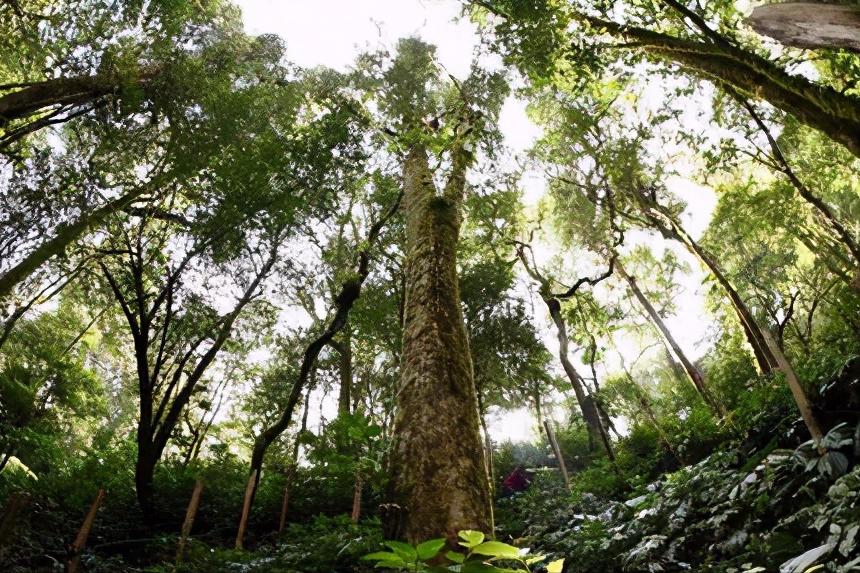 巴达山普洱茶核心产区,巴达山普洱茶特点及价格