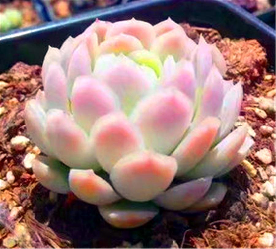 多肉冰梅的养殖方法和注意事项,多肉冰梅夏天好度夏吗