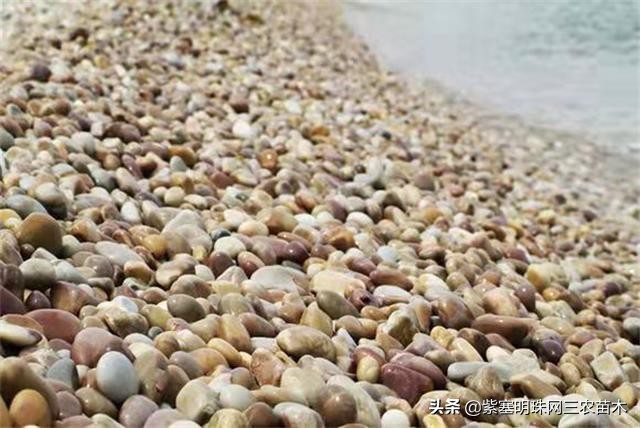 爱上一座城爱上一个人短视频,长岛大壮渔家民宿团购