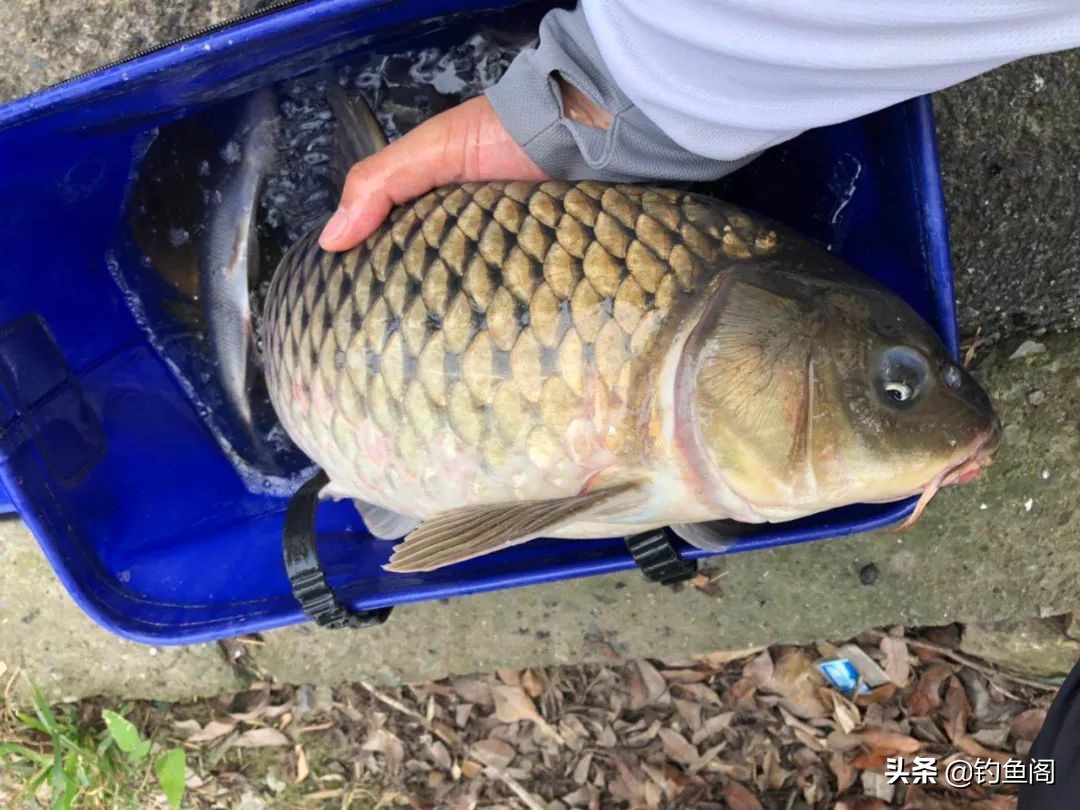 钓鱼圈也存在鄙视链？野钓黑坑吵得最凶，路亚在角落瑟瑟发抖