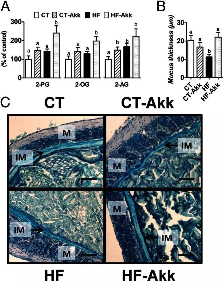 利用宿主分泌的粘蛋白“为食”的Akk菌
