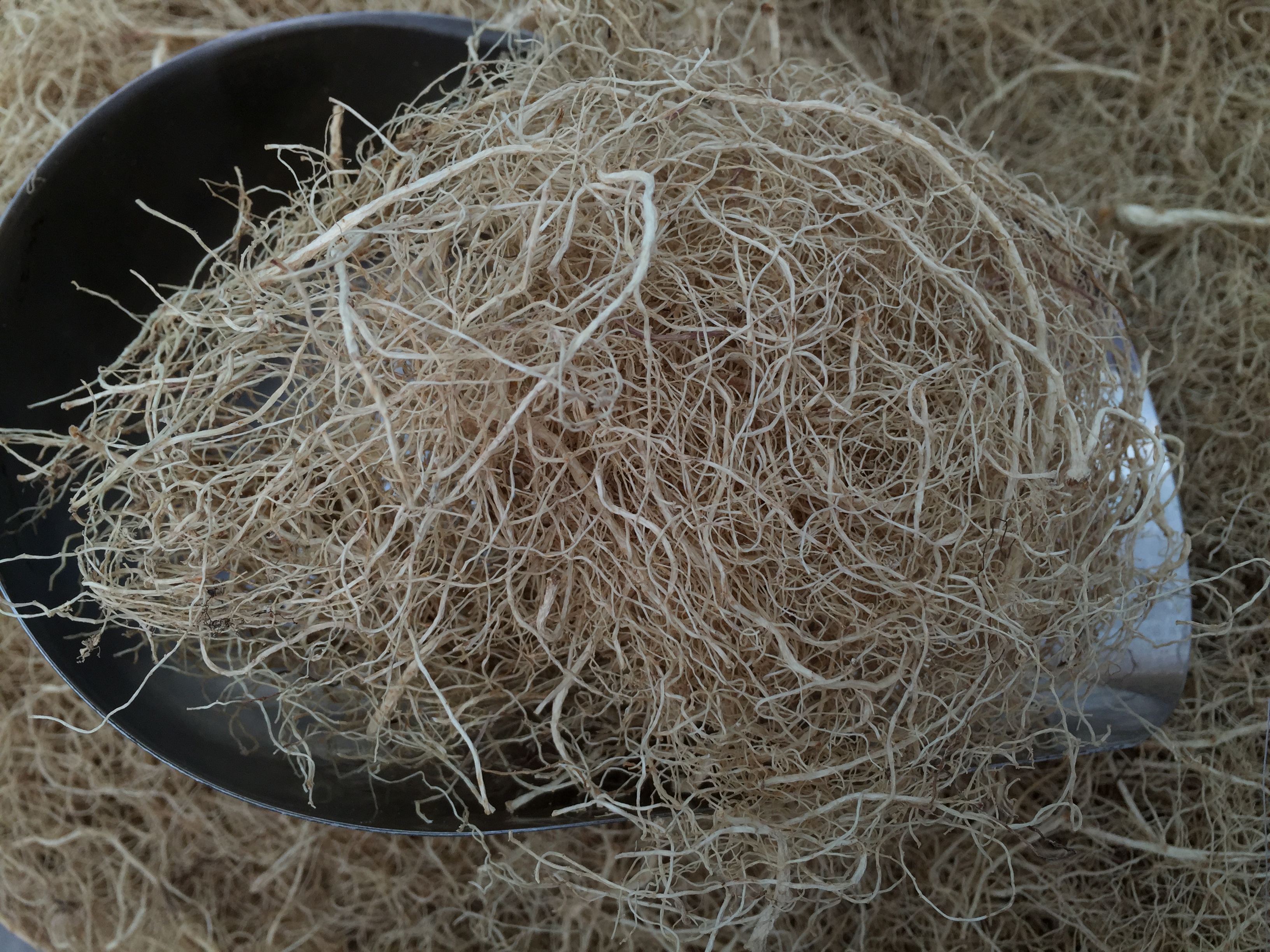 鲜参的加工详细方法,鲜参的种类大全