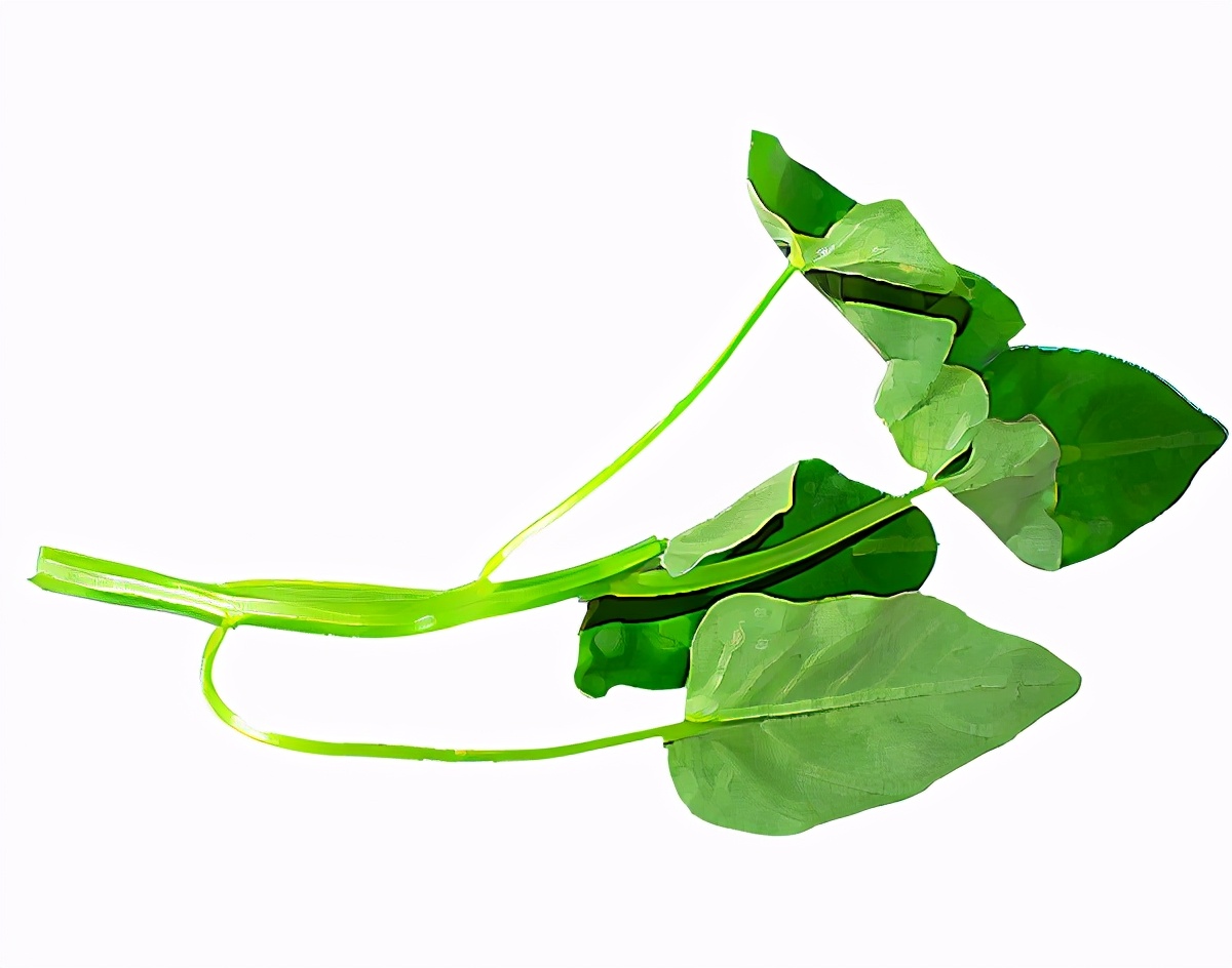 5月应季食物有什么营养价值,最应季的食材是最好的