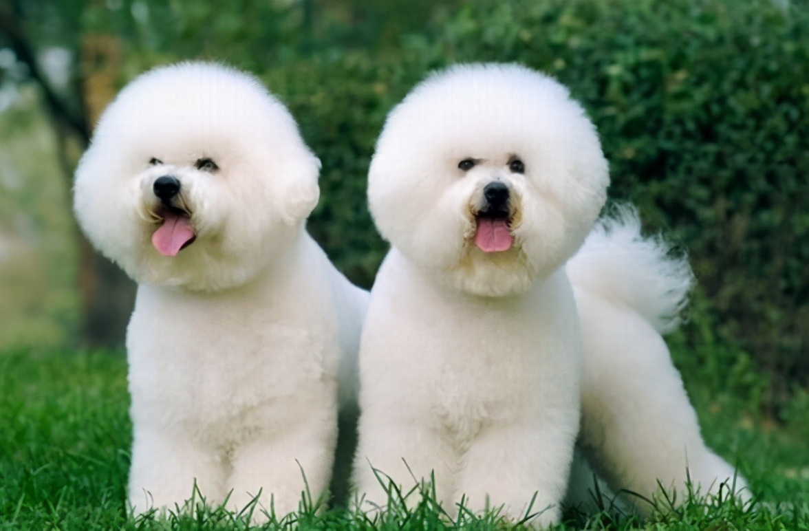 狗狗冬天暖宝宝,适合抱着睡觉的狗狗