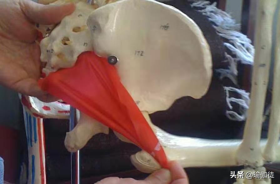 伟大的肌肉,用瑜伽带训练梨状肌