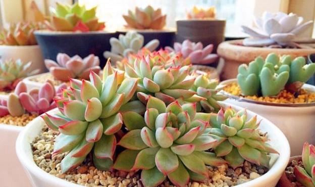 多肉植物怎么养得又肥又大,多肉植物养得又大又肥