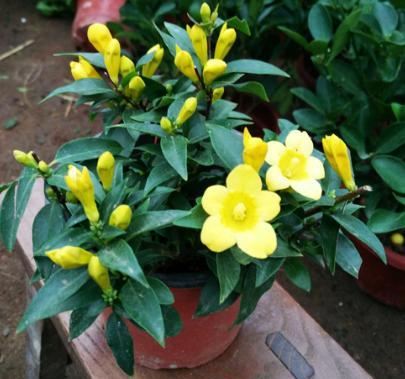 刚买回来的法国香水茉莉怎样上盆,香水茉莉花换盆教程