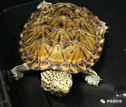 龟的发色,龟发色的本质