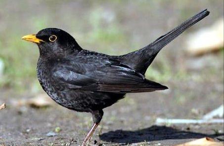 东江揽胜,惠州淡水常见鸟类图谱