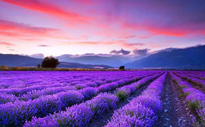 傍晚的普罗旺斯薰衣草花海,上海薰衣草花海普罗旺斯