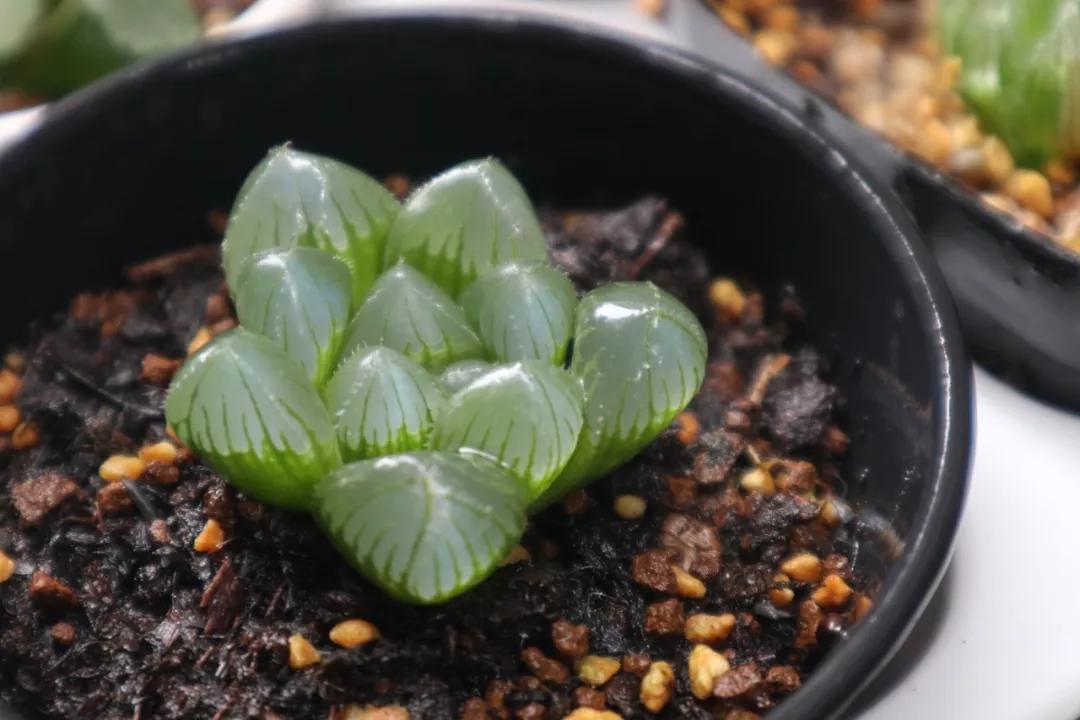 适合南方比较好养的12款多肉,养一年就开花的多肉品种